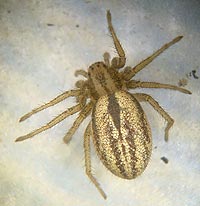 Thanatus striatus