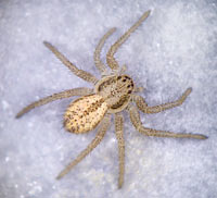 Thanatus striatus