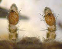 Thanatus striatus