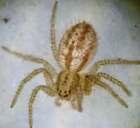 Thanatus striatus