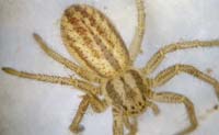 Thanatus striatus