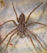 Thanatus striatus