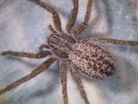 Thanatus striatus