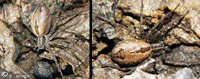 Thanatus vulgaris