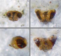 Theonina cornix