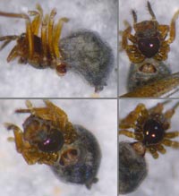 Theonina cornix