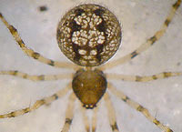 Theridion hannoniae