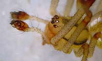 Theridion impressum
