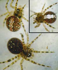 Theridion mystaceum