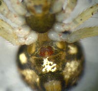 Theridion mystaceum