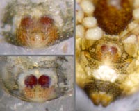 Theridion mystaceum