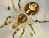 Theridion pictum