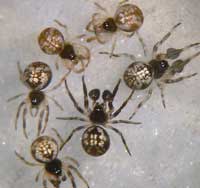 Theridiosoma gemmosum
