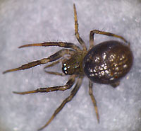 Theridiosoma gemmosum