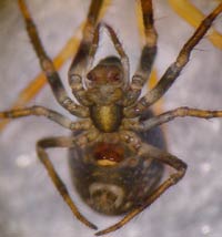 Theridiosoma gemmosum