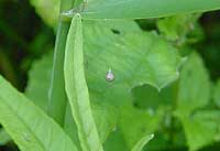 Theridiosoma gemmosum