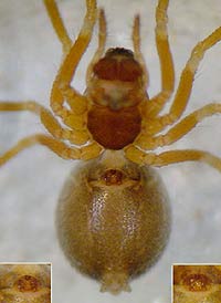 Thyreosthenius parasiticus