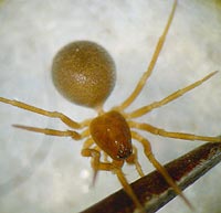 Thyreosthenius parasiticus