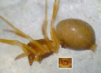 Thyreosthenius parasiticus