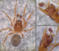 Thyreosthenius parasiticus