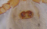 Thyreosthenius parasiticus