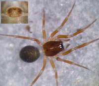 Thyreosthenius parasiticus