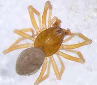 Thyreosthenius parasiticus