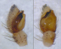 Tibellus maritimus