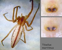 Tibellus maritimus