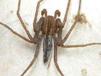 Tibellus oblongus