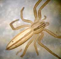 Tibellus oblongus