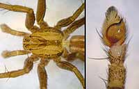 Tibellus oblongus