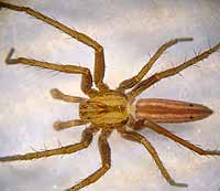 Tibellus oblongus
