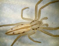 Tibellus oblongus