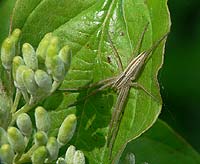Tibellus oblongus