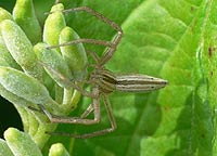 Tibellus oblongus