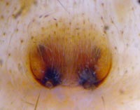 Tibellus oblongus