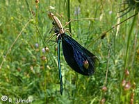 Tibellus oblongus