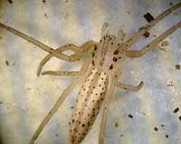 Tibellus oblongus