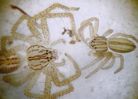 Tibellus oblongus versus Micrommata virescens