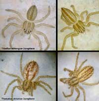 Tibellus oblongus versus Thanatus striatus