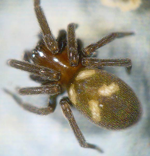 Fotogalerie Arachnida