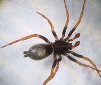 Trachyzelotes pedestris