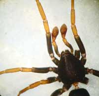 Trachyzelotes pedestris