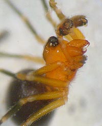 Trematocephalus cristatus