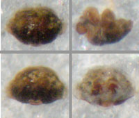 Trichoncus affinis