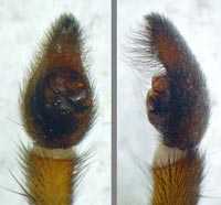 Trochosa robusta --> anklicken zum vergrössern (click to enlarge)