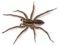 Trochosa robusta
