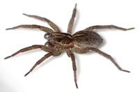 Trochosa robusta