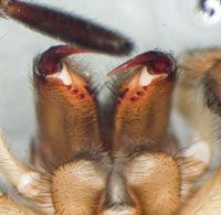Trochosa robusta